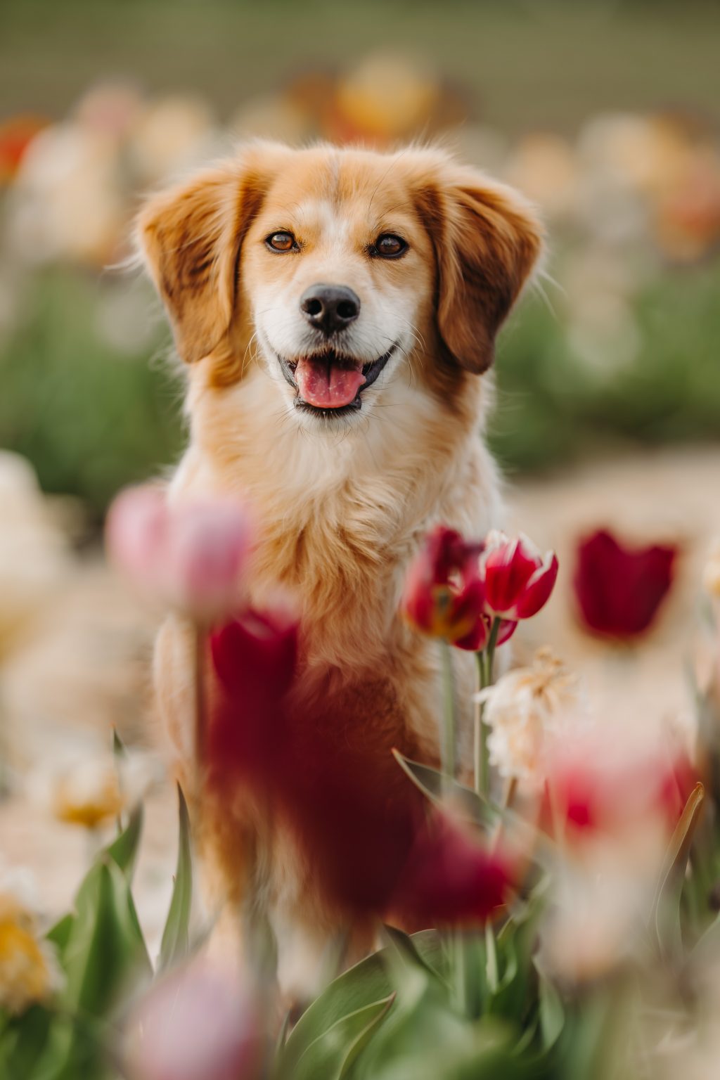 Mischlings-Hund Max schaut in die Kamera in einem Tulpenfeld
