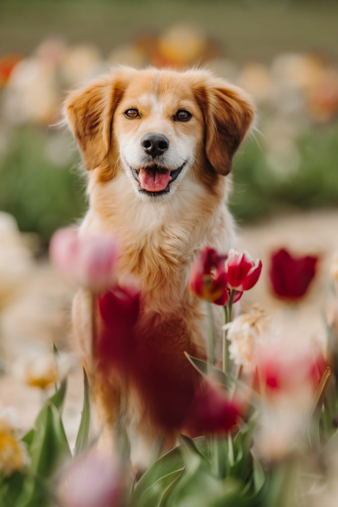 Mischlings-Hund Max schaut in die Kamera in einem Tulpenfeld