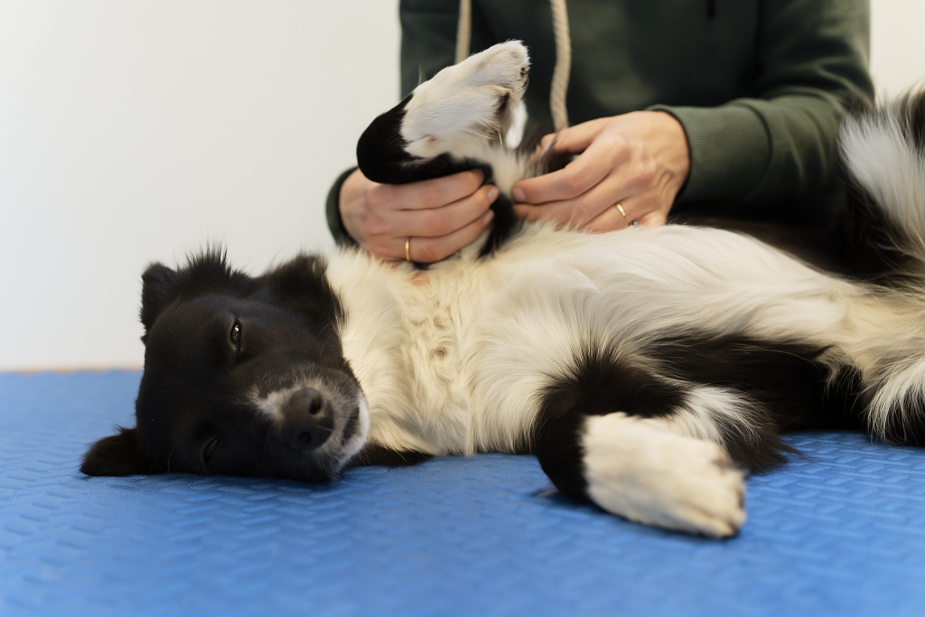 Hund erhält entspannende Massage auf blauer Matte