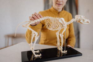 Person zeigt ein Tierskelettmodell auf Tisch