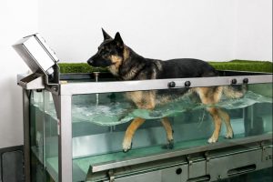 Hund läuft im Wasserlaufband zur Physiotherapie