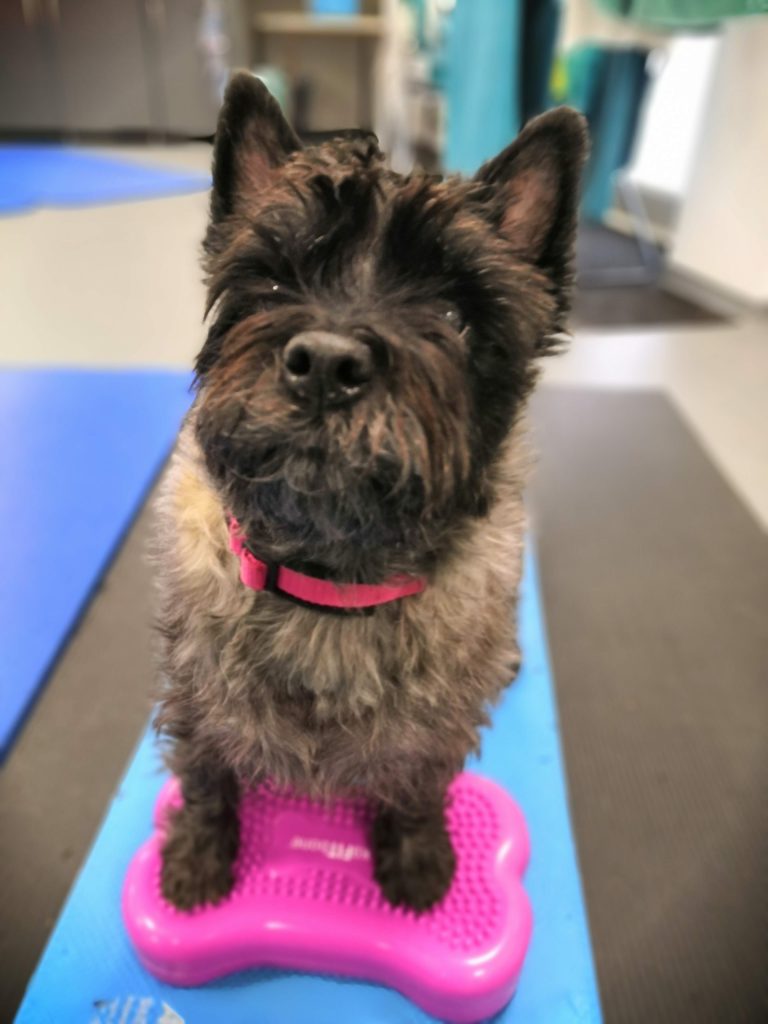 Kleiner Hund steht auf rosa Balancekissen