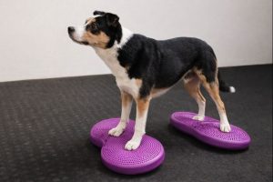Hund trainiert auf zwei violetten Balancekissen.