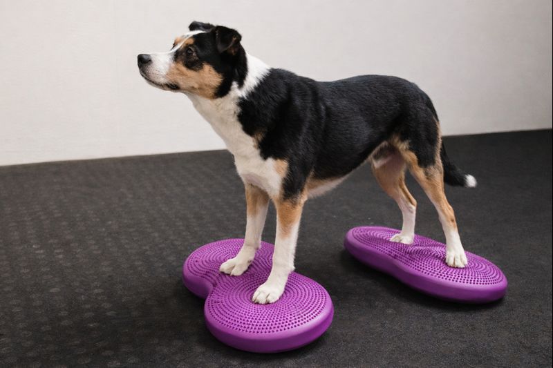 Hund trainiert auf zwei violetten Balancekissen.