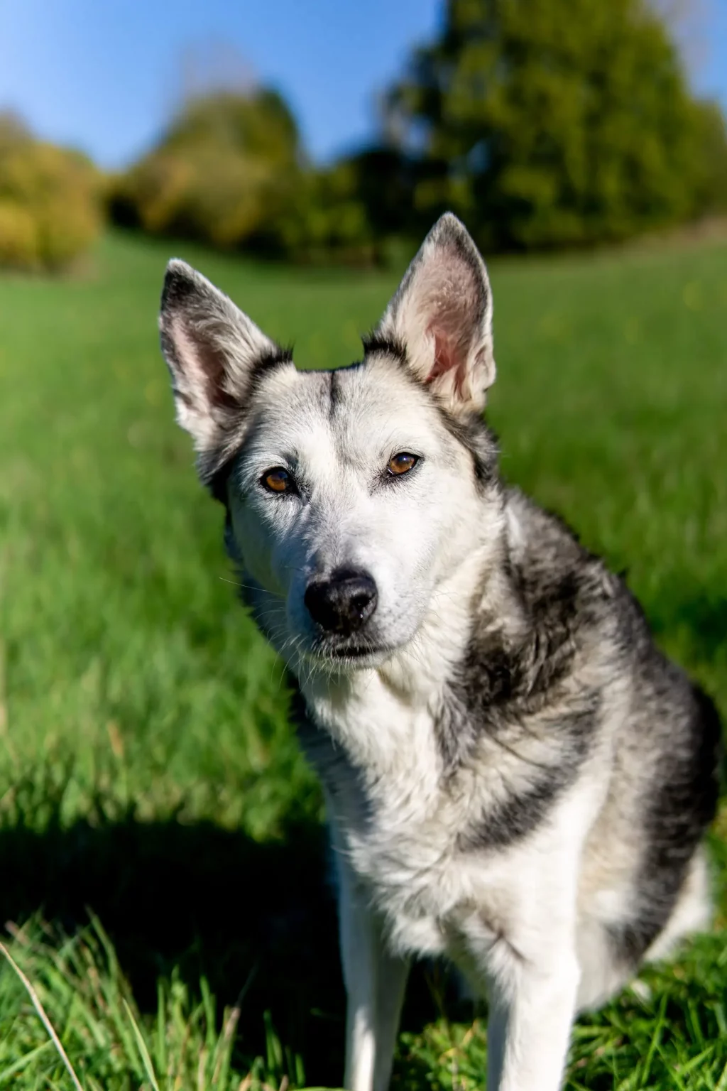 Hund im Gras, sonniger Tag