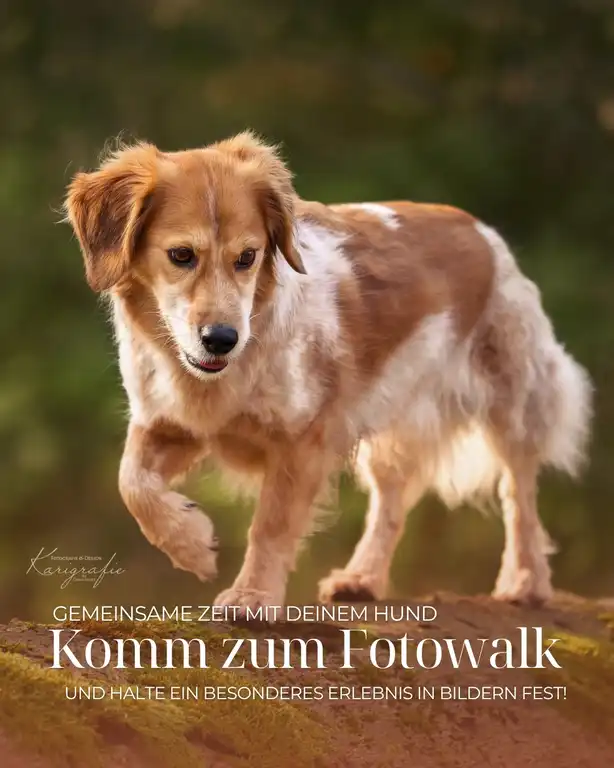 Ein Hund steht mit 3 Füßen auf einem Baumstamm