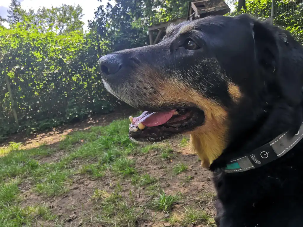 Physiotherapie für alte Hunde
