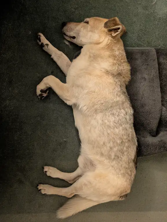 Schlafender heller Hund auf grünem Sofa