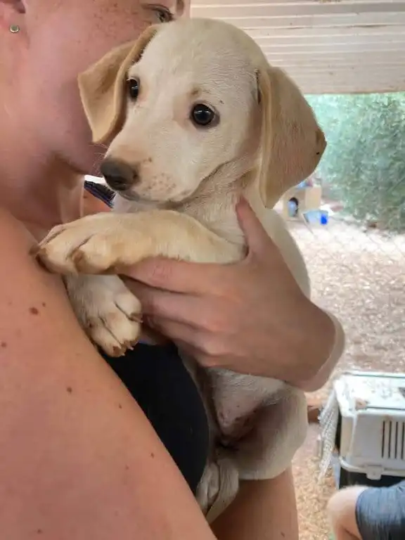 Person hält hellen Hundewelpen im Arm