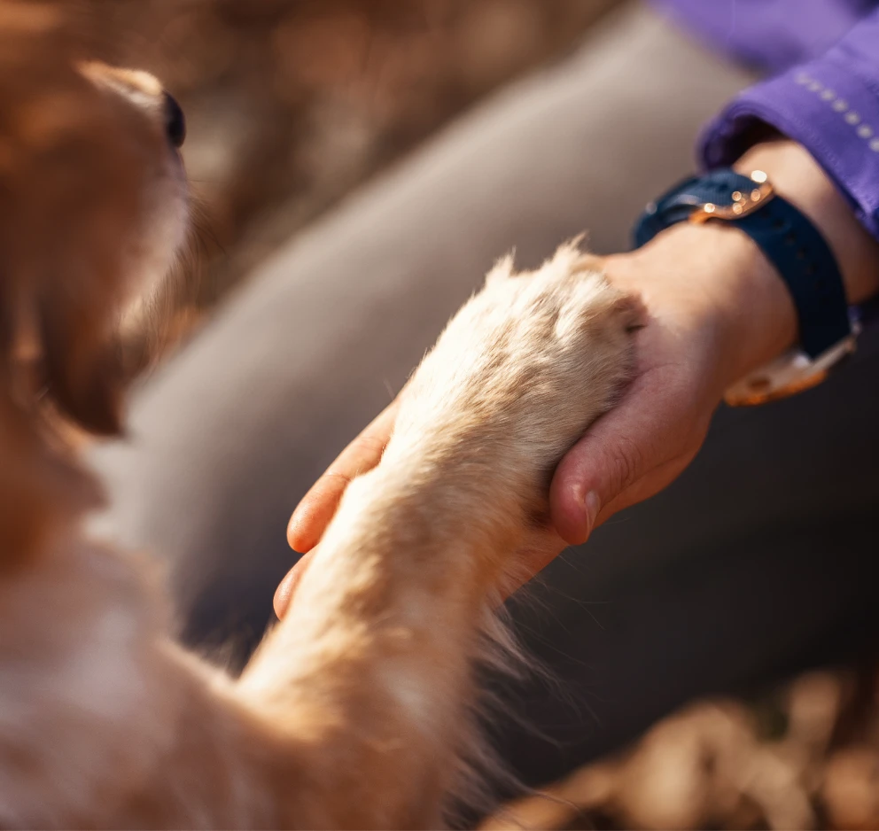 Hund gibt Pfote in menschliche Hand