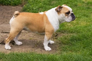Frau liest Buch im Sessel vor Fenster mit Pflanzen.