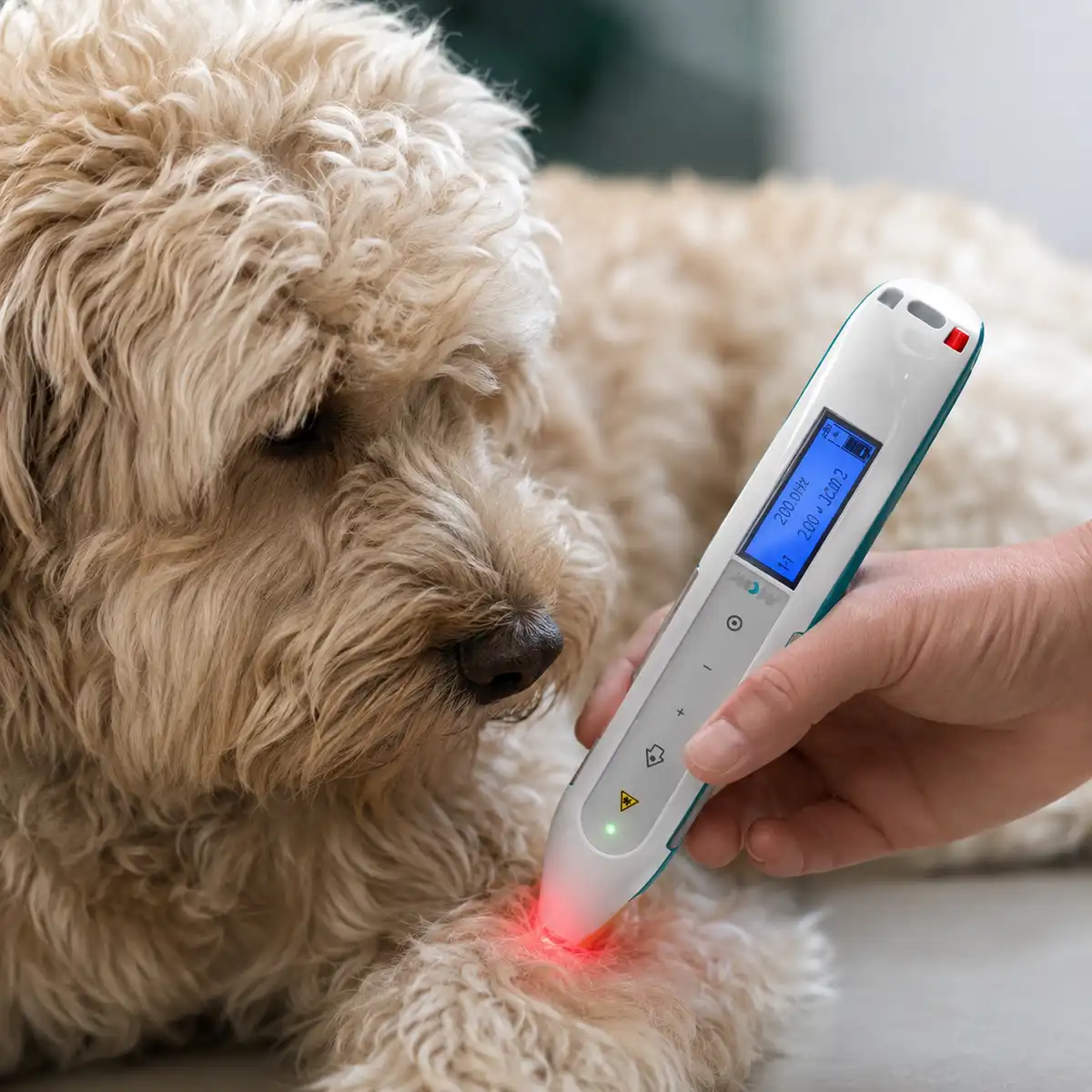 Lasertherapie in der Hundephysiotherapie