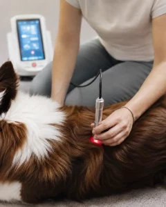 Hund erhält Lasertherapie am Rücken