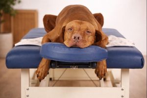 Brauner Hund liegt entspannt auf einer blauen Behandlungsliege