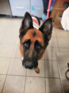 Neugieriger braun-schwarzer Hund blickt von oben in die Kamera